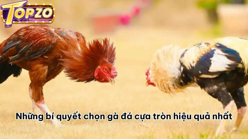 Những bí quyết chọn gà đá cựa tròn hiệu quả nhất